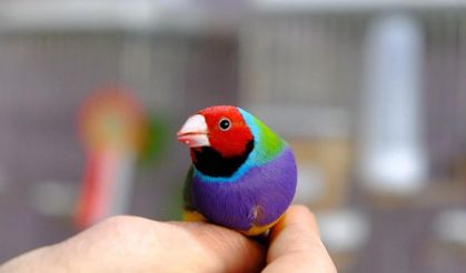 Erzincan’da kiraladığı dairede dünyaca ünlü egzotik kuşları yetiştiriliyor