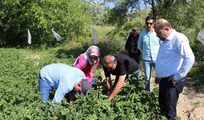 Erzincan’da patates üretimi devlet eliyle yaygınlaşıyor