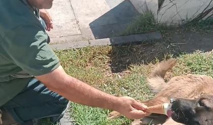 Sokak köpeği ikram edilen dondurmayı geri çevirmedi