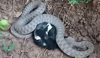 Türkiye’nin en zehir yılanı, kargayı yerken görüntülendi