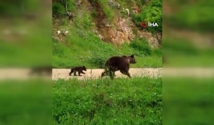 Engelli ayı yine fotokapanlara yakalandı