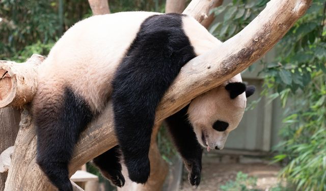 Kimsenin görmeye gelmediği pandalar kovuldu