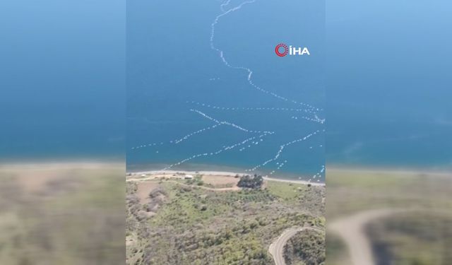 Göç yolundaki pelikanların görüntüleri mest etti