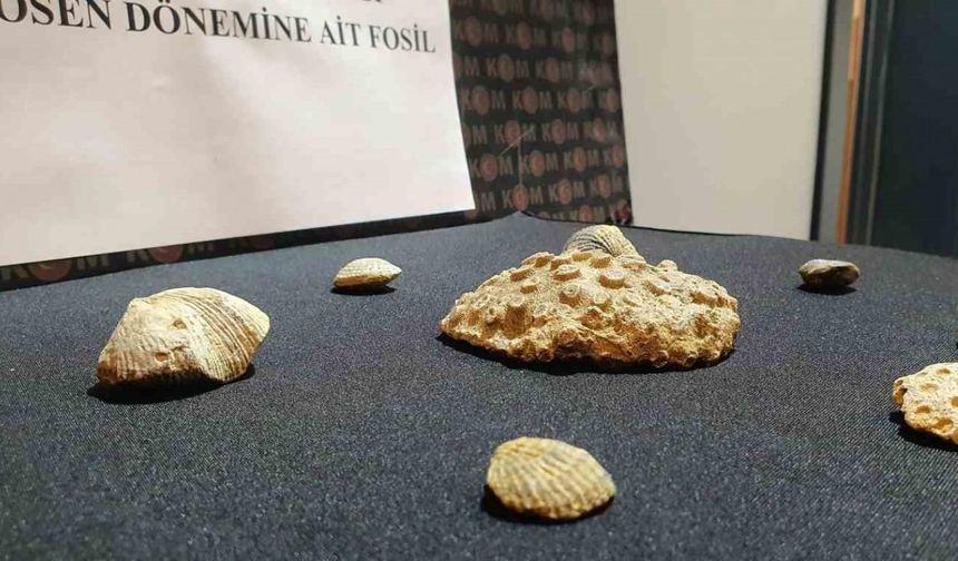 Polis 10 milyon yıllık fosil ele geçirdi