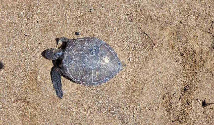 Nesli tükenme tehlikesi altındaki yeşil deniz kaplumbağası ölü bulundu