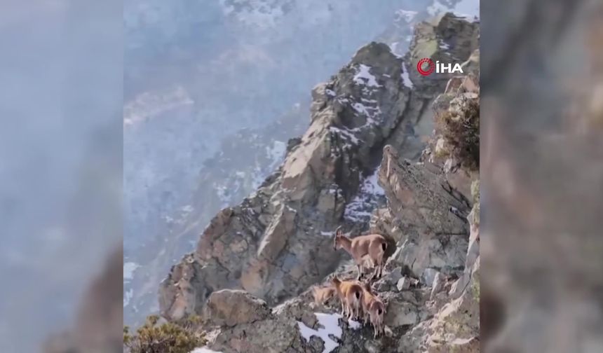 Munzur Dağları'ndaki keçiler havadan görüntülendi