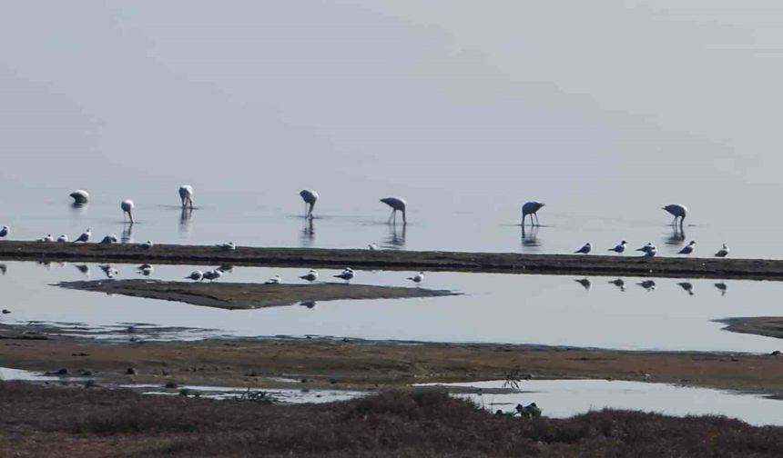 Flamingolar, İznik Gölü’nde mola verdi